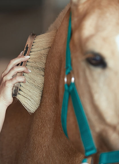 Start til ridning - strigl hesten