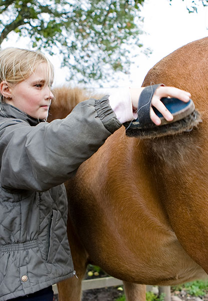 Begynd med at strigle hesten